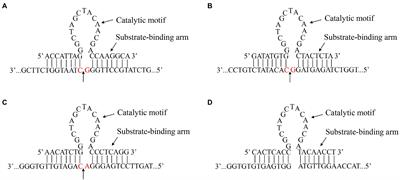 Specific DNAzymes cleave the 300–618 nt of 5′UTR to inhibit DHAV-1 translation and replication